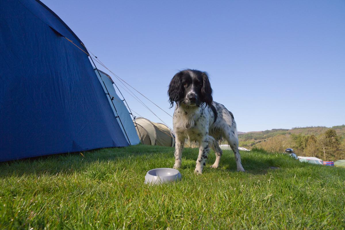 Campsites Camping.info Magazin