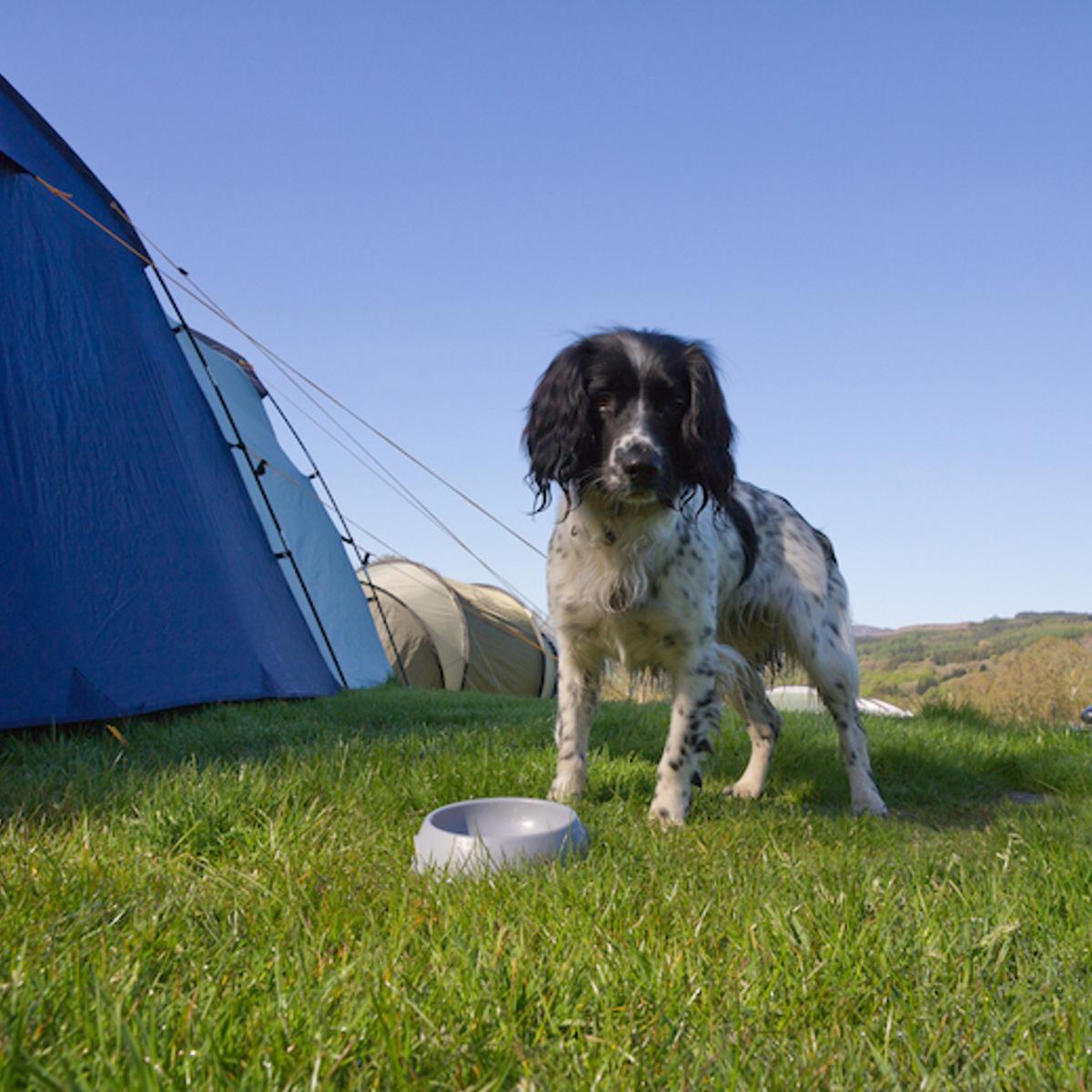 8 Dog Friendly Campsites In Germany Camping Info Magazin