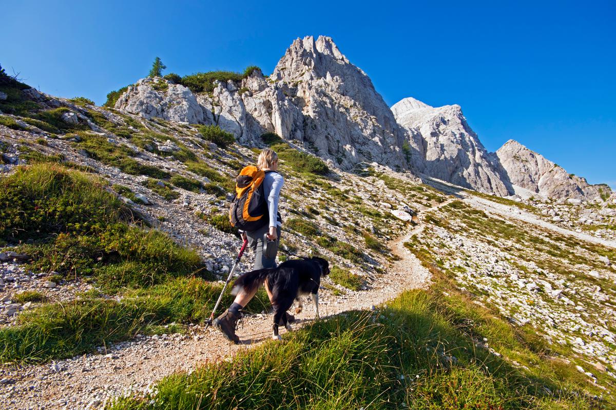 hiking dog gear